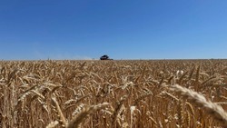 Уборка озимой пшеницы стартовала в Белгородской области