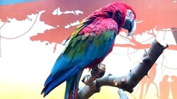 Попугай Ара поселился в экзотариуме Белгородского зоопарка