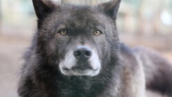 Маленькая канадская волчица появилась в Белгородском зоопарке