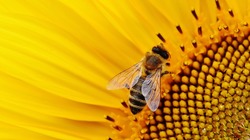 Региональный Россельхознадзор озвучил причину массовой гибели пчёл в регионе