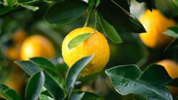 Власти Белгородской области обратились к жителям региона не скупать лимоны и имбирь