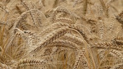 Валуйские хлеборобы планируют собрать 35–40 центнеров пшеницы с каждого гектара пашни