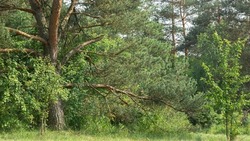 Усиленное патрулирование лесного фонда продолжилось в Белгородской области