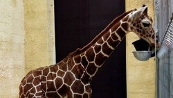Детёныш жирафа прибыл в белгородский зоопарк