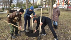 Работы по посадке деревьев прошли в Валуйском муниципальном округе Белгородской области