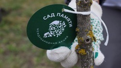 Патриотическая акция «Сад памяти» стартовала в Белгородской области