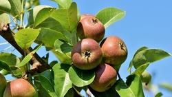 Сотрудники Россельхознадзора вернули яблоневые черенки на Украину