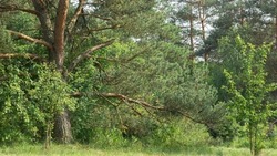 Валуйский лесничий из Белгородской области стал фигурантом уголовного дела за мошенничество