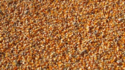 Специалисты КФХ Василия Бондаренко начнут обмолот кукурузы в Валуйском горокруге