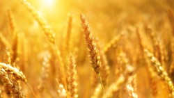 Валуйский «Рассвет» убрал озимую пшеницу с 2 800 гектаров