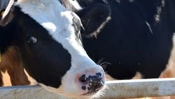 Вячеслав Гладков проинформировал о выделении более 550 млн рублей на поддержку фермеров