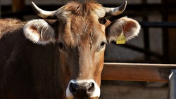 Специалисты компании «Рассвет» перевели коров на стойловое содержание