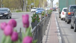 Мобильные цветники начали появляться в Белгороде