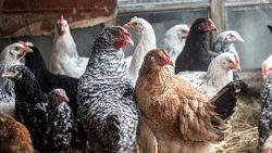 Объём выпуска сельхозпродукции составил 74,5 млрд рублей  в Белгородской области за 1 квартал 