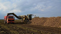 Вячеслав Гладков сообщил о возобновлении уборки сельскохозяйственных культур