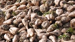  Валуйские аграрии продолжили убирать сахарную свёклу в муниципалитете