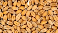 Механизаторы валуйского хозяйства «Луч» скосили 500 гектаров пшеницы за неделю