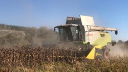 Уборка технических культур продолжилась в Валуйском муниципальном округе Белгородской области