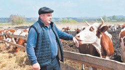  Молочная  работа  Олега Борзенко. Житель Валуйского округа занялся животноводством