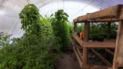  Тепличные комплексы Белгородской области вырастили более 10 тысяч тонн овощей  за первый квартал