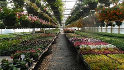 Работники «Валуйского благоустройства» высадят около 20 тысяч корней цветочной рассады