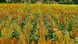 Работники валуйского «Агро-Инвеста» убрали кукурузу и сорго
