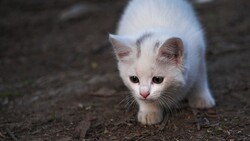 Шанс на жизнь. Как валуйские волонтеры помогают бездомным животным