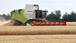Аграрии продолжили убирать ранние зерновые культуры в Белгородской области
