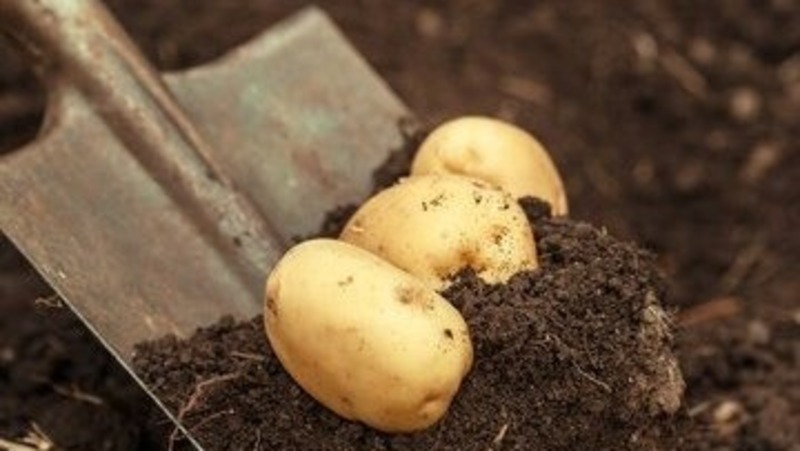 Аграрии из Белгородской области приступили к посадке картофеля в регионе