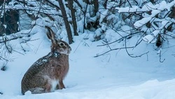 Горячая пора в охотхозяйстве. Валуйский клуб охотников и рыболовов произвёл учёт животных