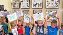 Выставка «Удивительный мир насекомых» открылась в Валуйском историко-художественном музее