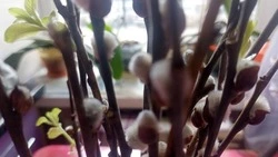 Губернатор вместе с супругой поздравили жителей Белгородской области с Вербным воскресеньем