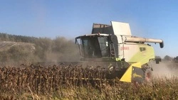 Уборка технических культур продолжилась в Валуйском муниципальном округе Белгородской области
