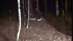 Губернатор Вячеслав Гладков встретил «самых храбрых зайцев в мире» в Белгороде
