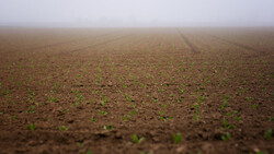 Аграрии валуйского хозяйства «Луч» посеяли сахарную свёклу на площади 200 гектаров