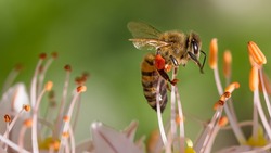 Массовая гибель пчёл в регионе привела к подготовке законопроекта о контроле пестицидов