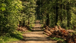 Новый законопроект позволит привлечь к ответственности загрязняющих леса белгородцев
