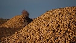 Аграрии валуйского хозяйства Александра Татаркина посеяли 1 500 гектаров озимой пшеницы