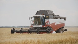 Валуйские аграрии намолотили 153 тыс. тонн зерна