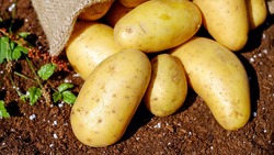 Белгородцы смогут приобрести картофель и мясные продукты по сниженным ценам