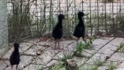 Птенцы появились у краснокнижных султанок в зоопарке областного центра
