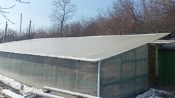 Сотрудники Валуйского благоустройства высеяли в теплице 30 тысяч семян цветов