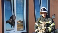 Огнеборцы пожарно-спасательной части №18 вызволили кота из окна в Валуйках Белгородской области