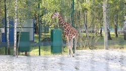 Жирафёнок Сафари умер в белгородском зоопарке