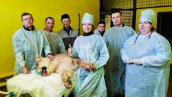 Ветеринары провели успешную операцию львице из белгородского зоопарка