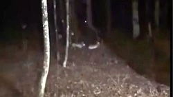 Губернатор Вячеслав Гладков встретил «самых храбрых зайцев в мире» в Белгороде
