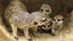 Тройня сурикатов появилась в белгородском зоопарке
