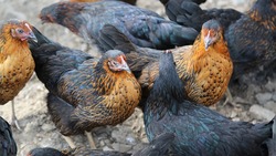 Специалисты ветслужбы зафиксировали случай птичьего гриппа в Курской области
