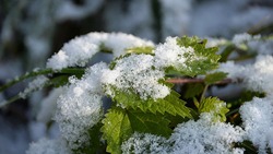 Гидрометцентр предсказал снежную неделю в регионе