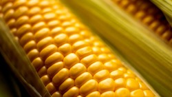 Аграрии Белгородской области приступили к уборке кукурузы в регионе